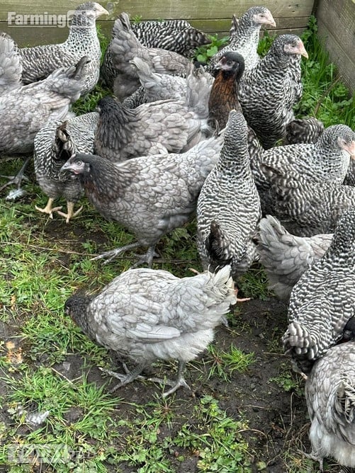 Barred Marans - Point of Lay Hens - Poultry in Pilling