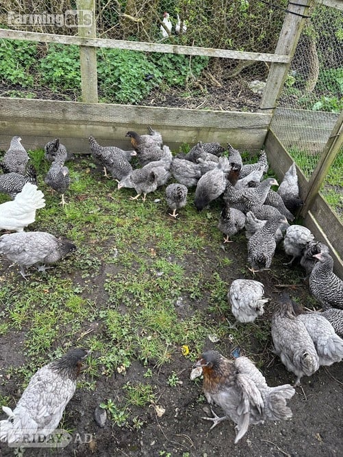 Barred Marans - Point of Lay Hens - Poultry