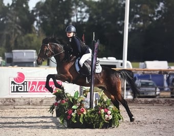 "Greigiau Spring Magic (Magic)" Bay Gelding Pony Club Pony