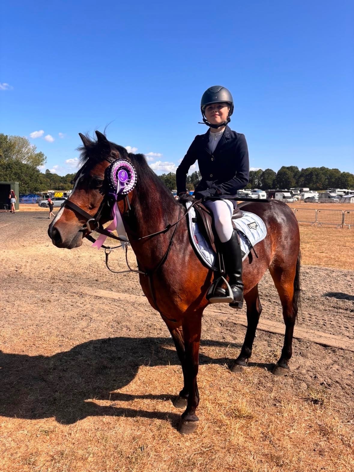 "Greigiau Spring Magic (Magic)" Bay Gelding Pony Club Pony