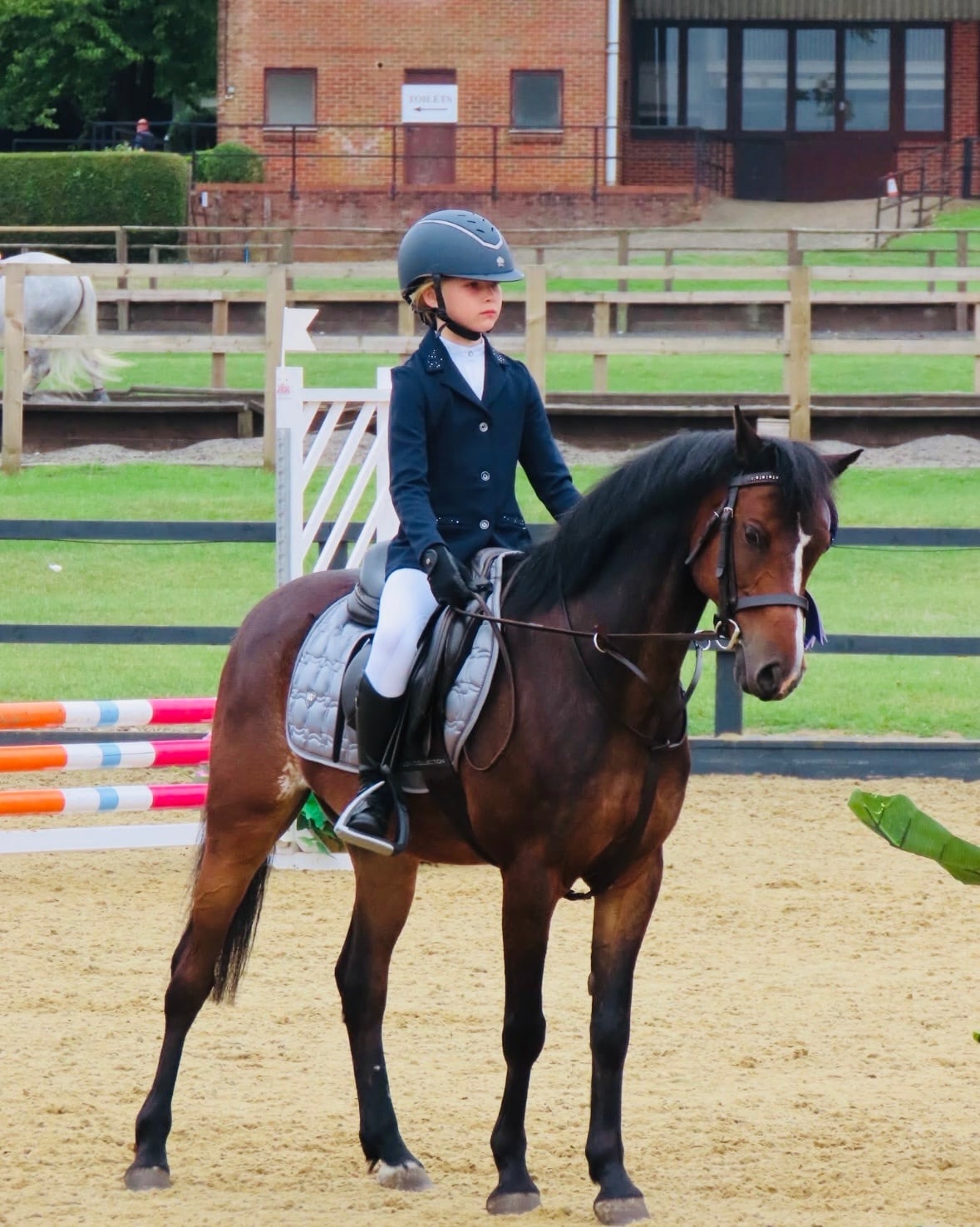 Nottingham "Greigiau Spring Magic (Magic)" Bay Gelding Pony Club Pony
