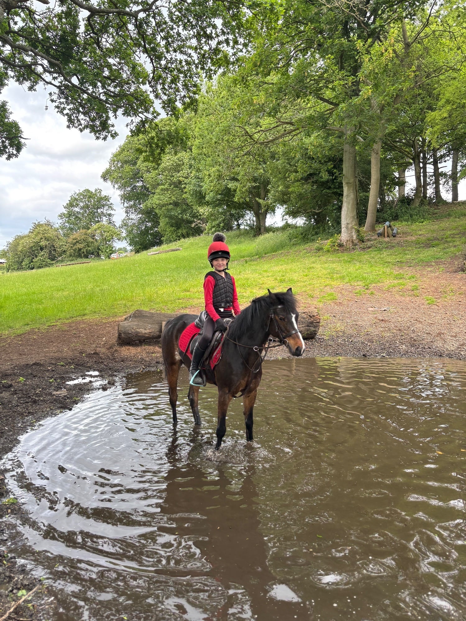 "Greigiau Spring Magic (Magic)" Bay Gelding Pony Club Pony - Horses