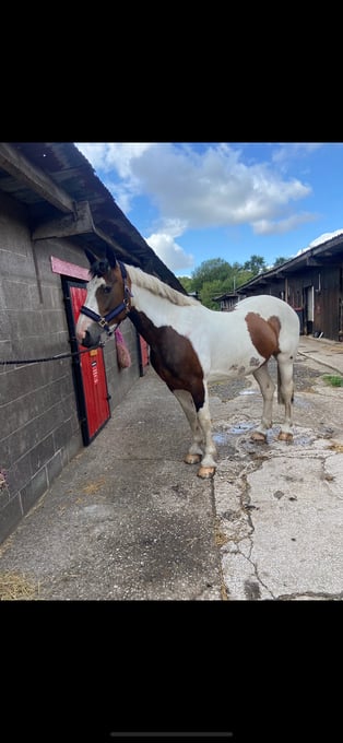 "Chance" Skewbald Mare Happy Hacker