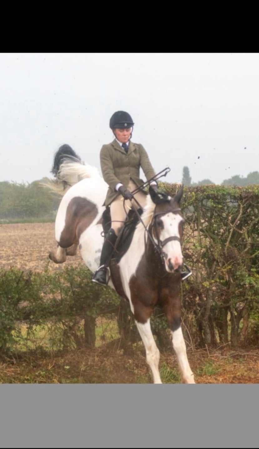 "Chance" Skewbald Mare Happy Hacker