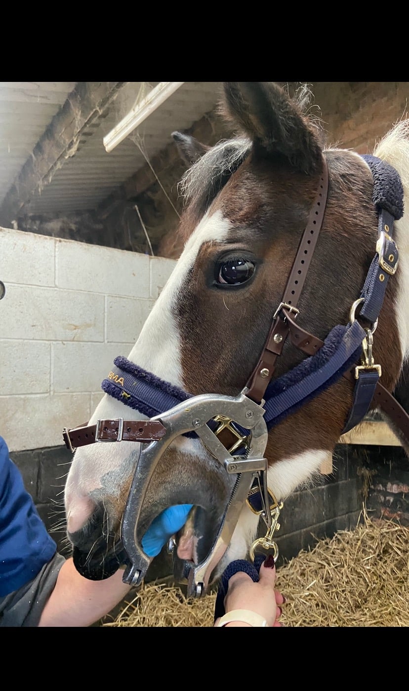 Astley "Chance" Skewbald Mare Happy Hacker