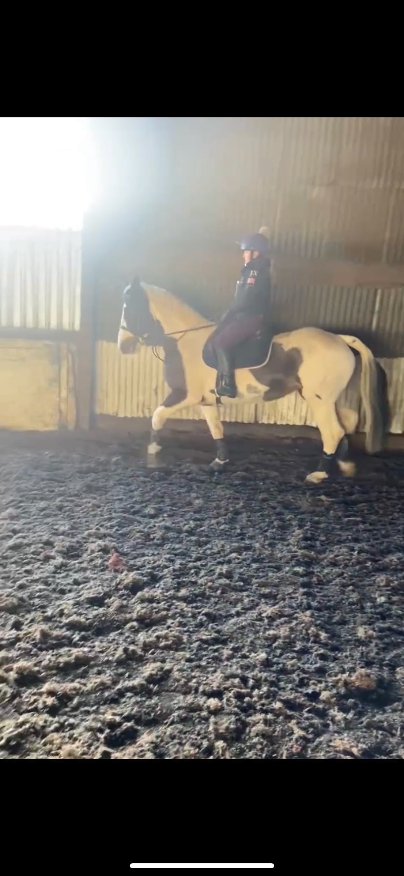 "Chance" Skewbald Mare Happy Hacker - Horses in Astley