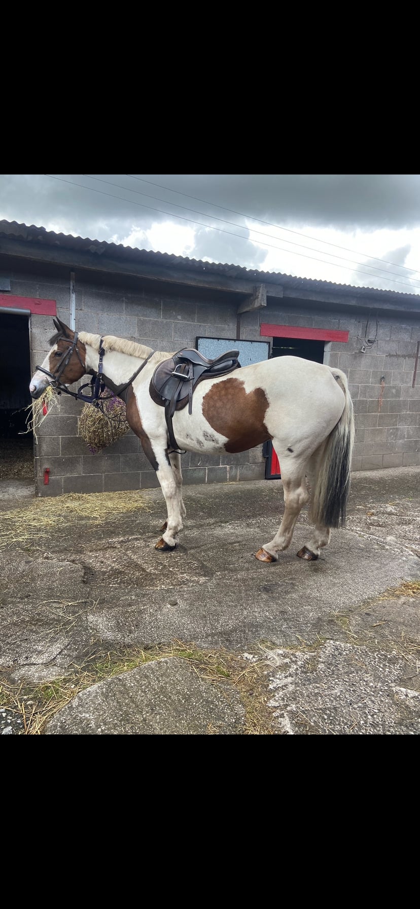"Chance" Skewbald Mare Happy Hacker - Horses