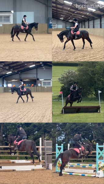 "Slate Cracker (Cracker)" Brown Gelding Ex Racehorse