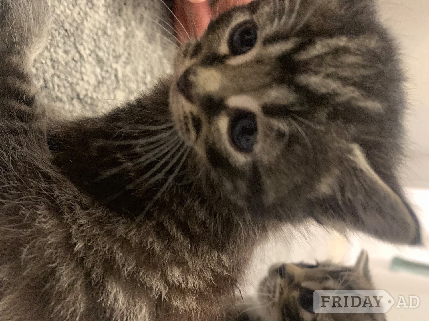Scottish Fold Munchin-Russian Blues looking for their forever ho!