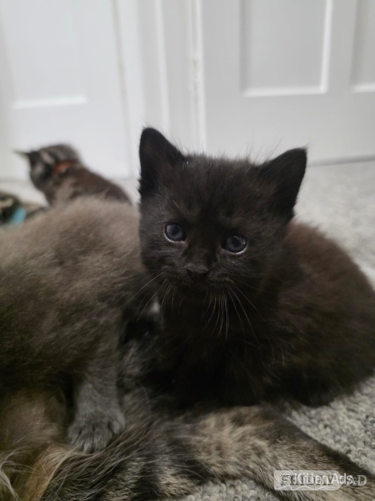 Scottish Fold Munchin-Russian Blues looking for their forever ho! - Cats & Kittens