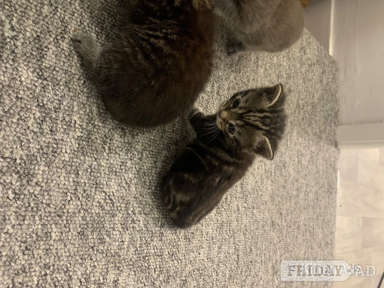 Birchington Scottish Fold Munchin-Russian Blues looking for their forever ho!