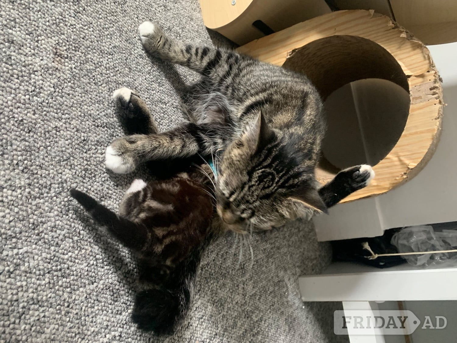 Scottish Fold Munchin-Russian Blues looking for their forever ho! in Birchington