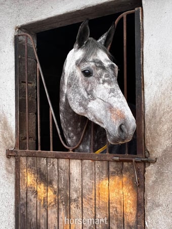 "Luna" Dapple Grey Mare All Rounder