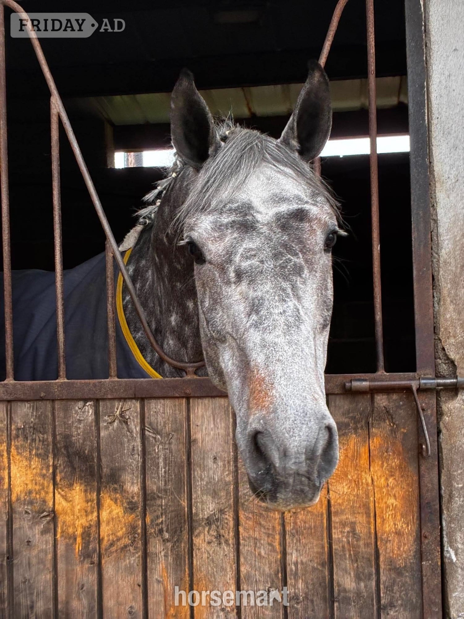 "Luna" Dapple Grey Mare All Rounder