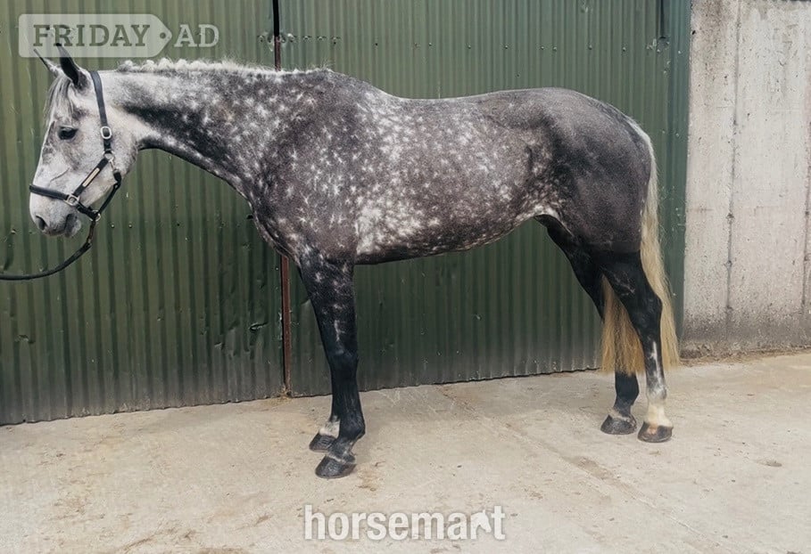 Collooney "Luna" Dapple Grey Mare All Rounder