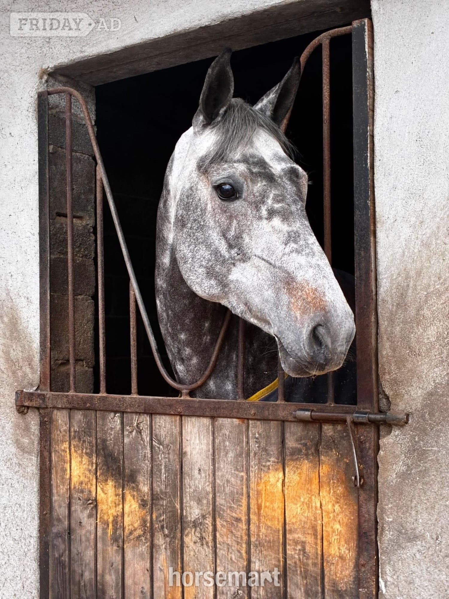 "Luna" Dapple Grey Mare All Rounder in Collooney