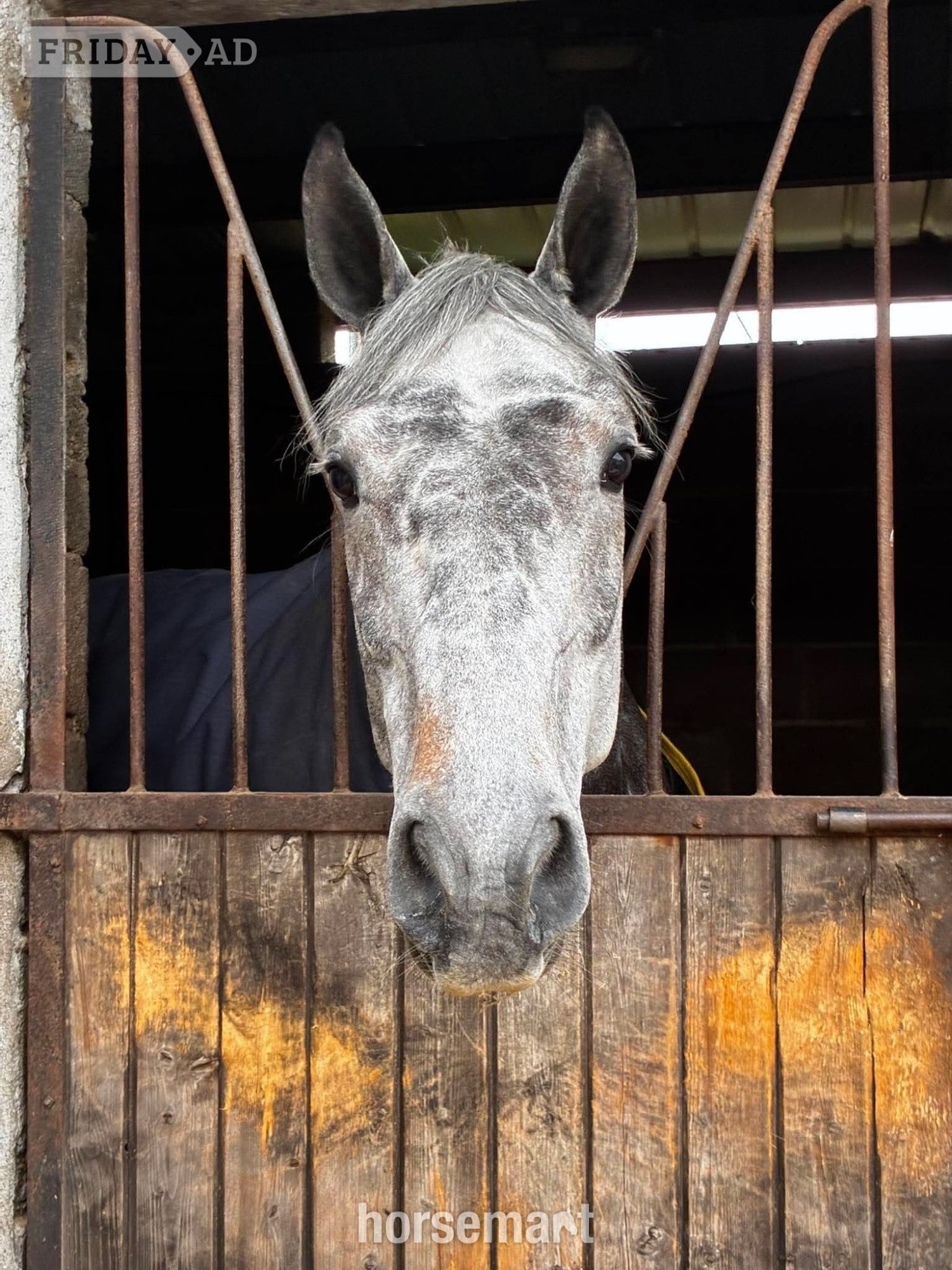 "Luna" Dapple Grey Mare All Rounder - Horses in Collooney