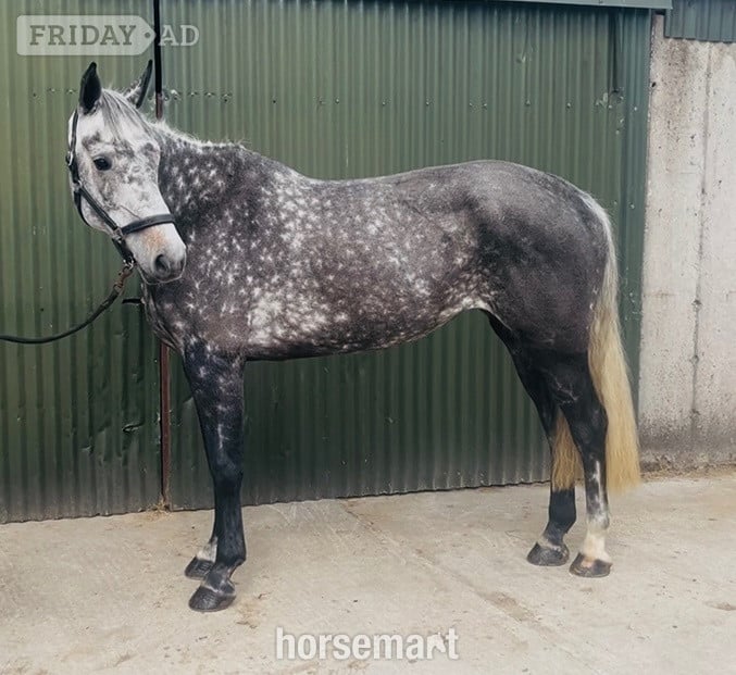 "Luna" Dapple Grey Mare All Rounder - Horses