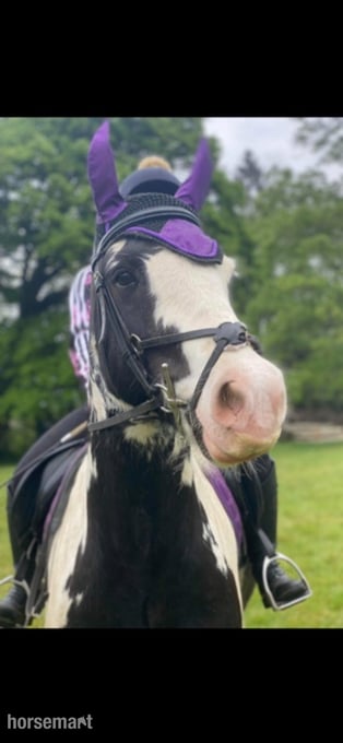 "Koby" Piebald Gelding Cob/Heavy Horse