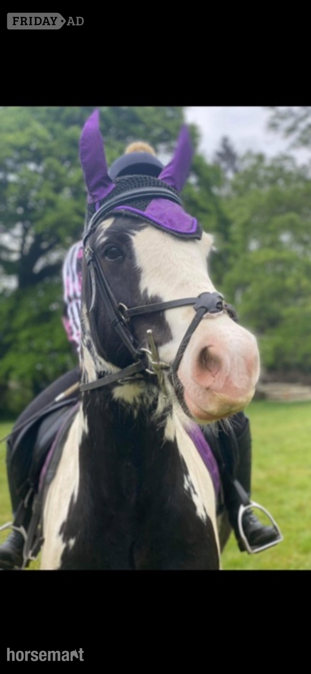 "Koby" Piebald Gelding Cob/Heavy Horse in Havant