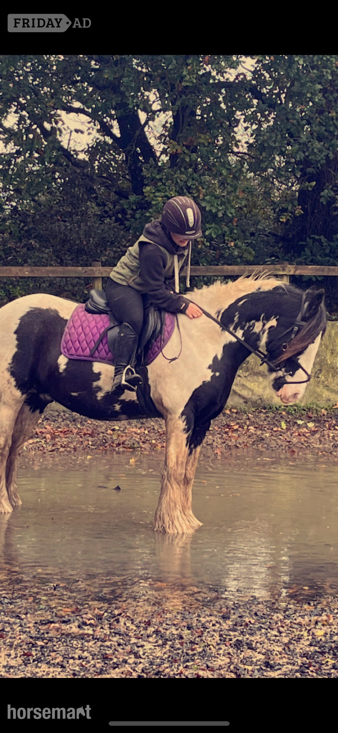 "Koby" Piebald Gelding Cob/Heavy Horse