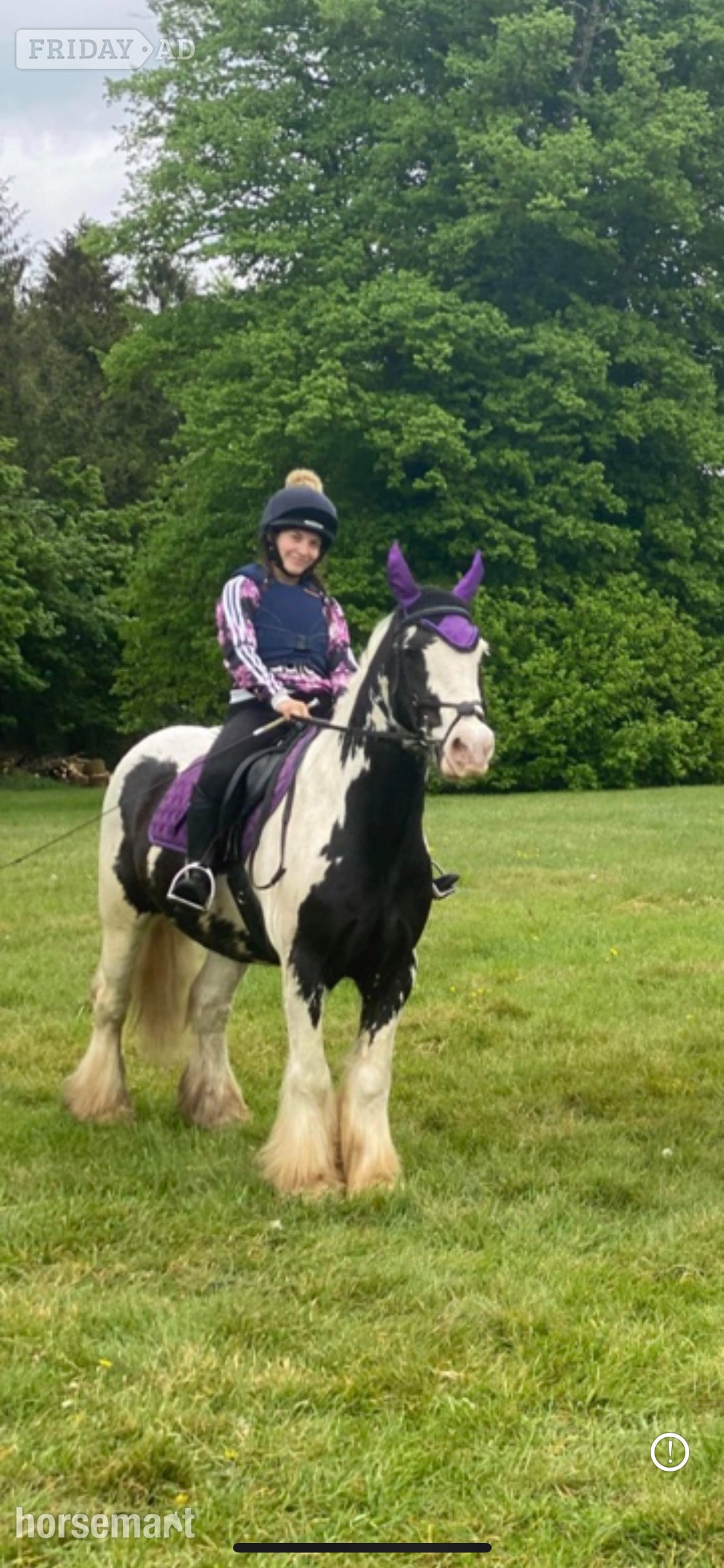 Havant "Koby" Piebald Gelding Cob/Heavy Horse