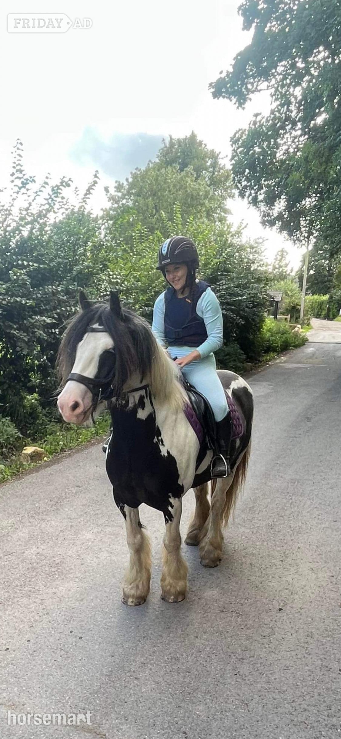 "Koby" Piebald Gelding Cob/Heavy Horse - Horses in Havant