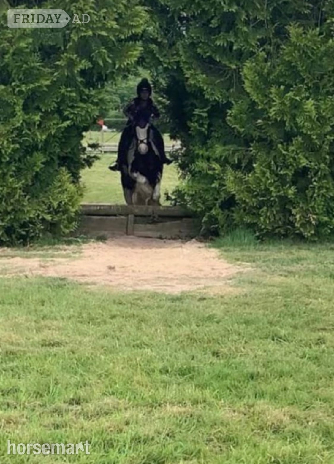 "Koby" Piebald Gelding Cob/Heavy Horse - Horses