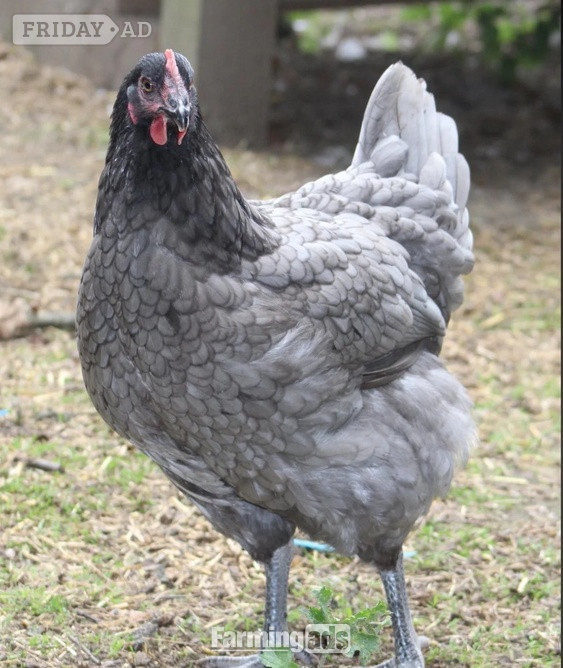 Bluebelles - Point of Lay Hens in Pilling