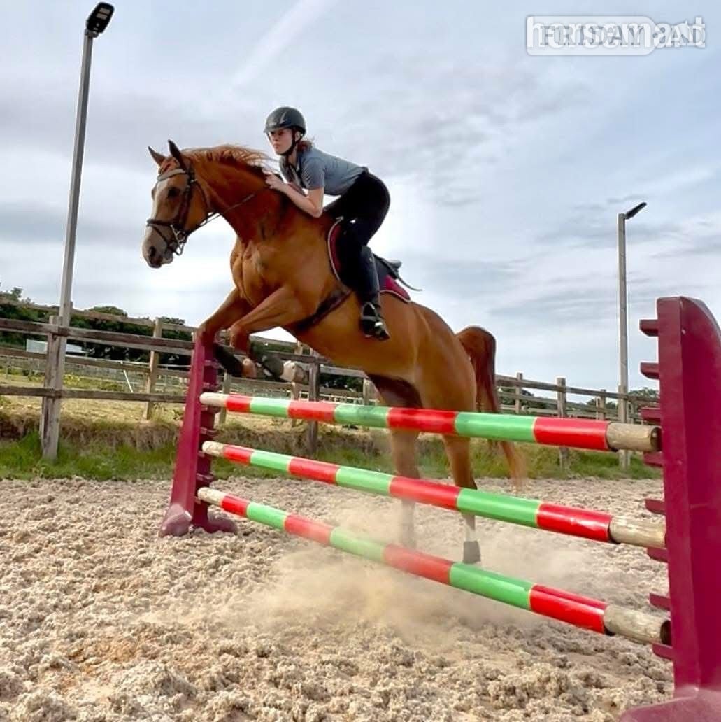 "Ruby" Chestnut Mare All Rounder