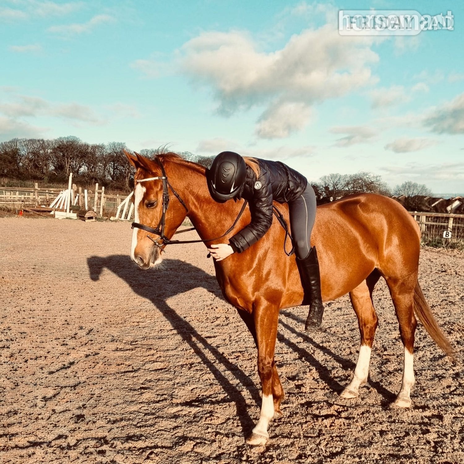 "Ruby" Chestnut Mare All Rounder - Horses in Flint