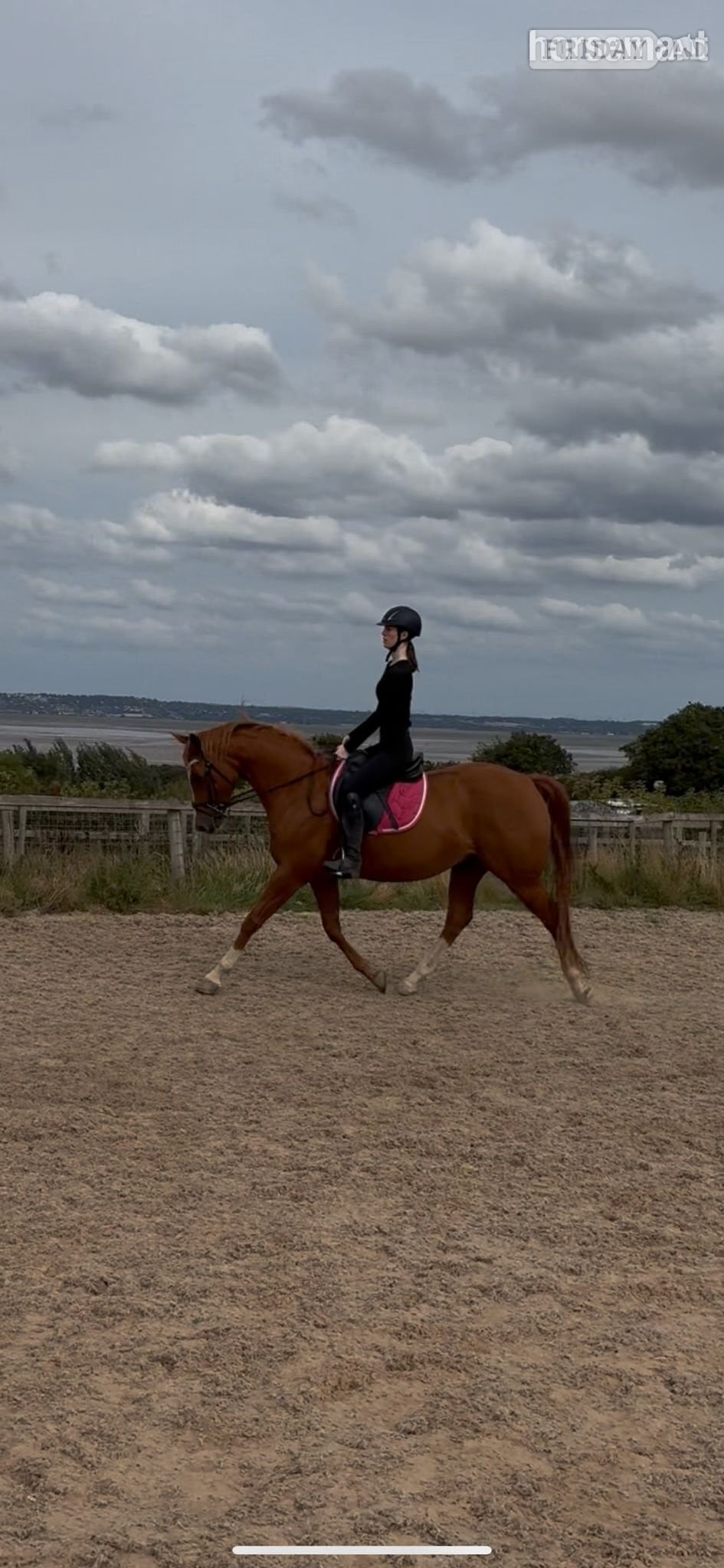 Flint "Ruby" Chestnut Mare All Rounder