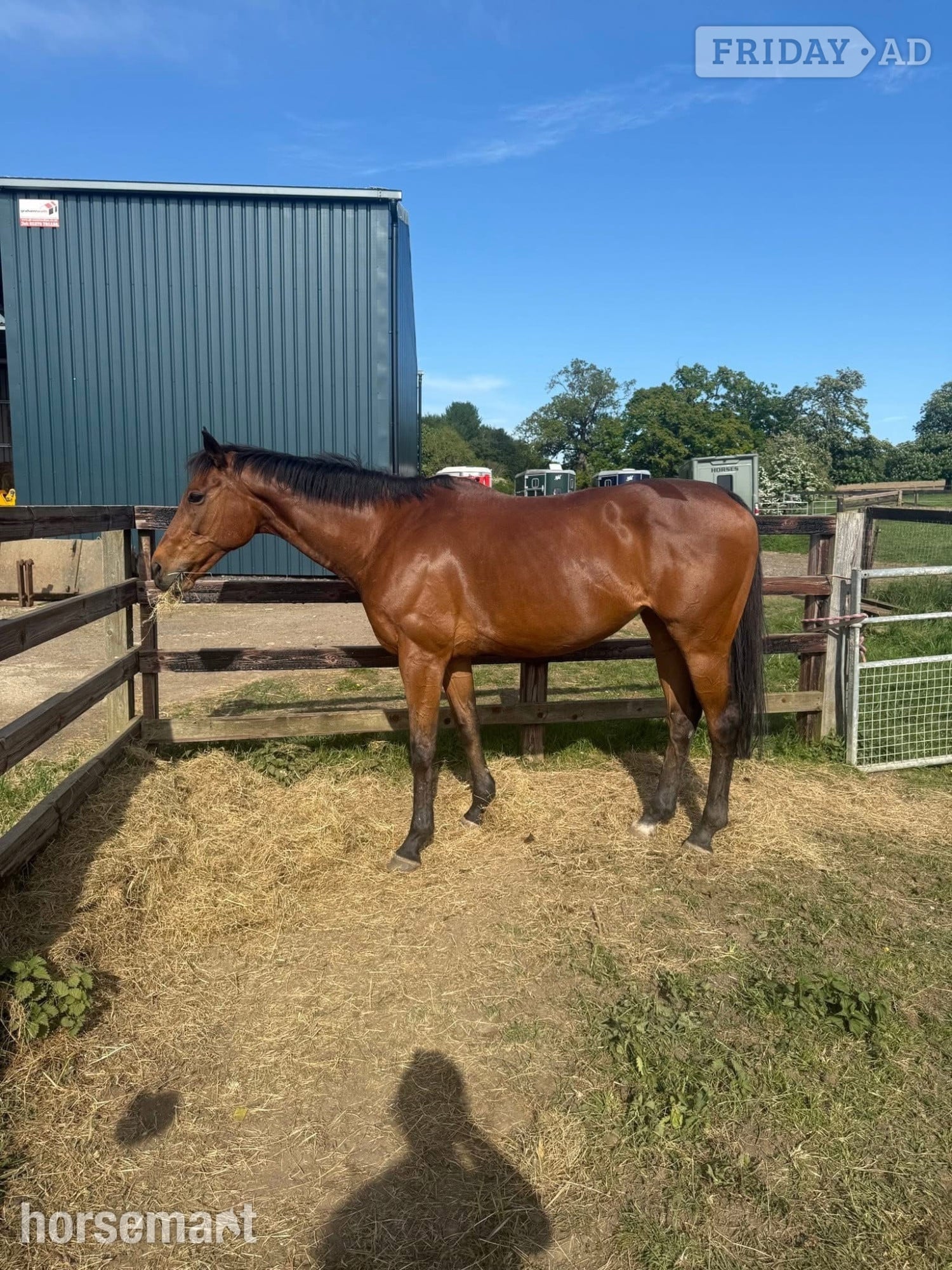 "Tasteofexcellence" Bay Mare All Rounder