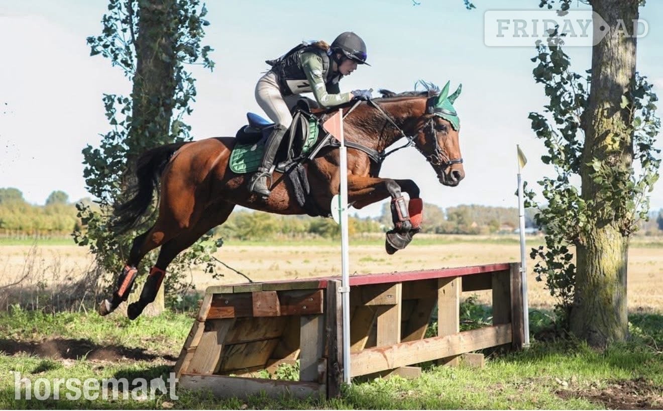 Newmarket "Tasteofexcellence" Bay Mare All Rounder