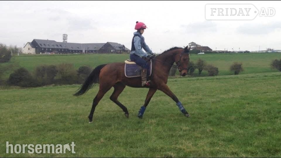 "Tasteofexcellence" Bay Mare All Rounder - Horses in Newmarket