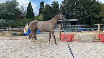 "Chance" Grey Colt Young Sport Horse