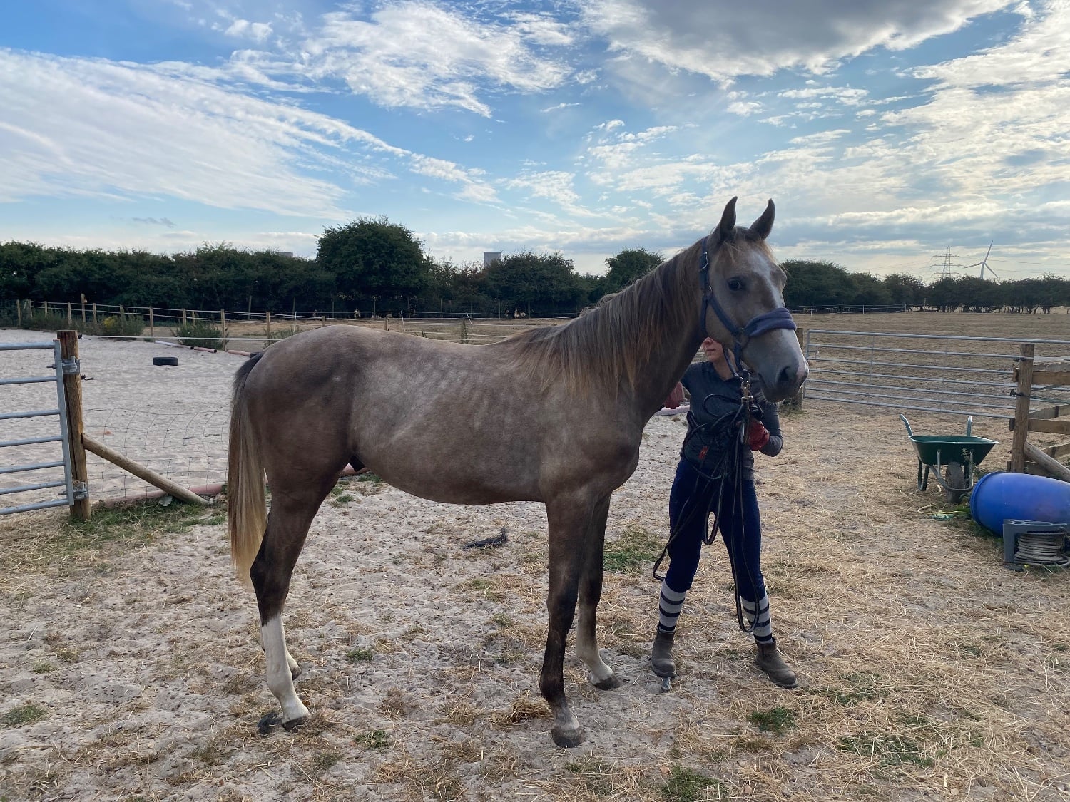 "Chance" Grey Colt Young Sport Horse