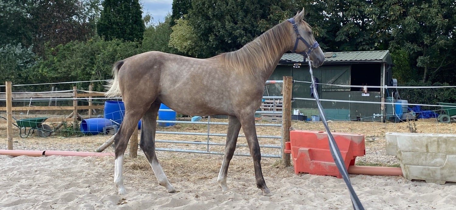 Preston "Chance" Grey Colt Young Sport Horse