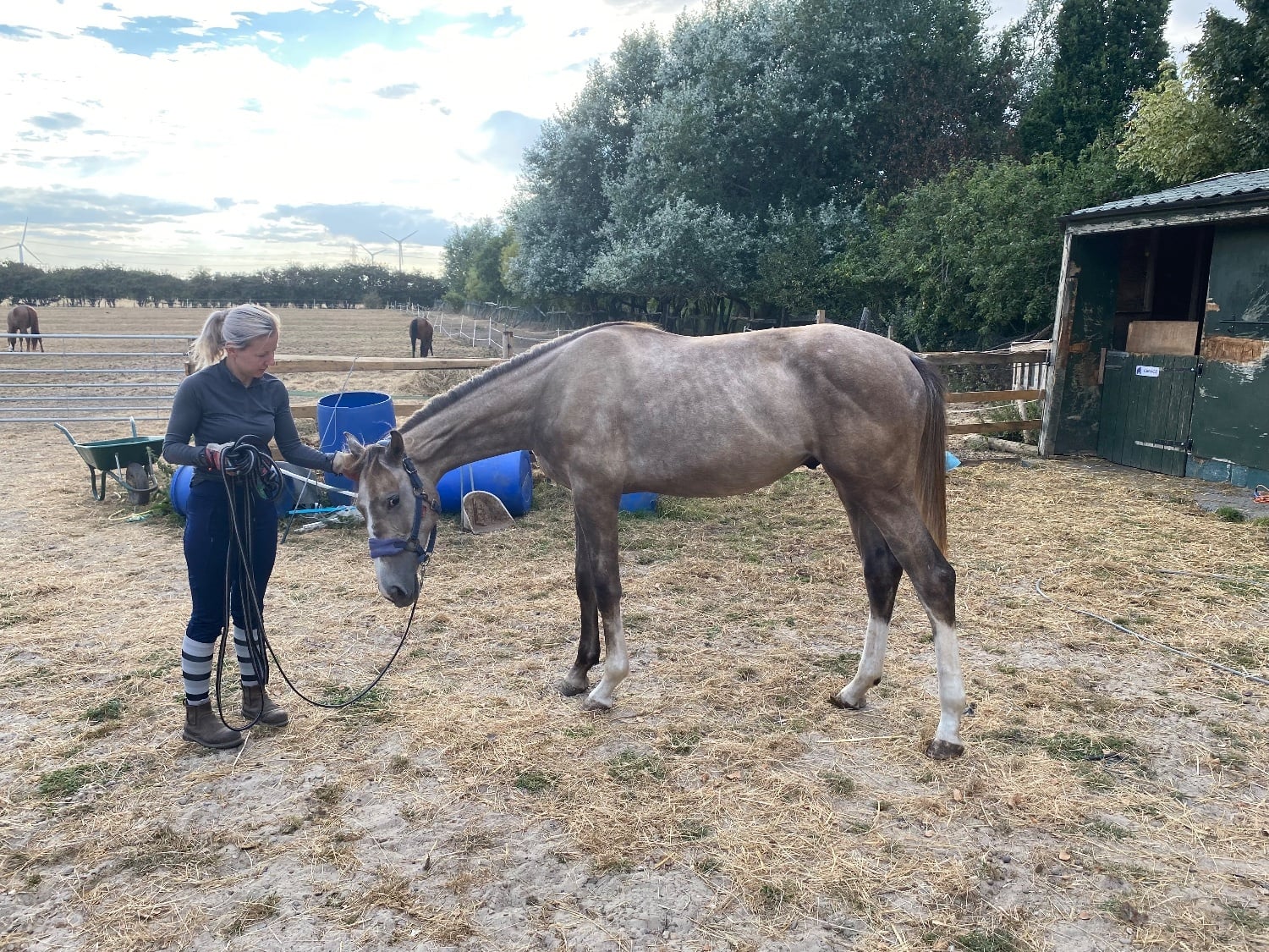"Chance" Grey Colt Young Sport Horse - Horses in Preston