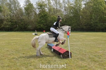 "Jasmine" Blue Roan Mare Pony Club Pony