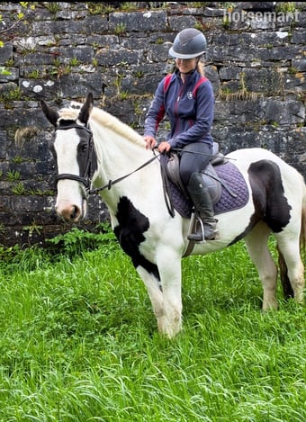 "Madam Milltown " Piebald Mare Cob/Heavy Horse