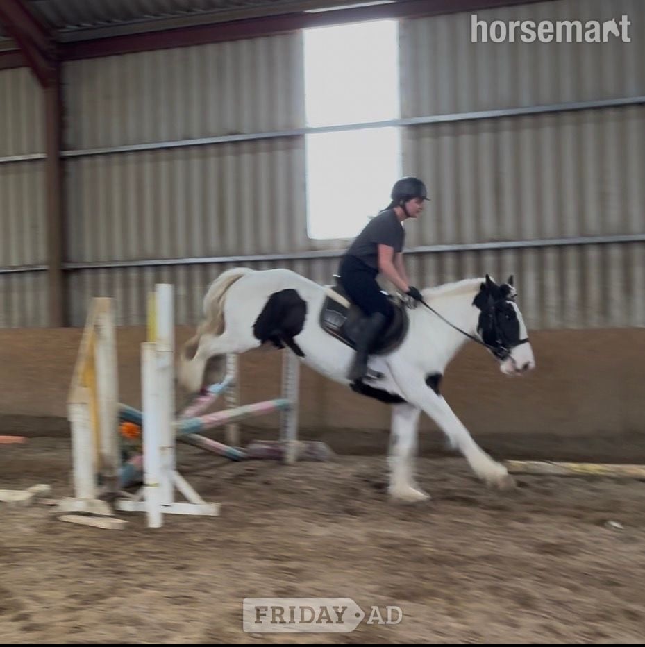 Collooney "Madam Milltown " Piebald Mare Cob/Heavy Horse
