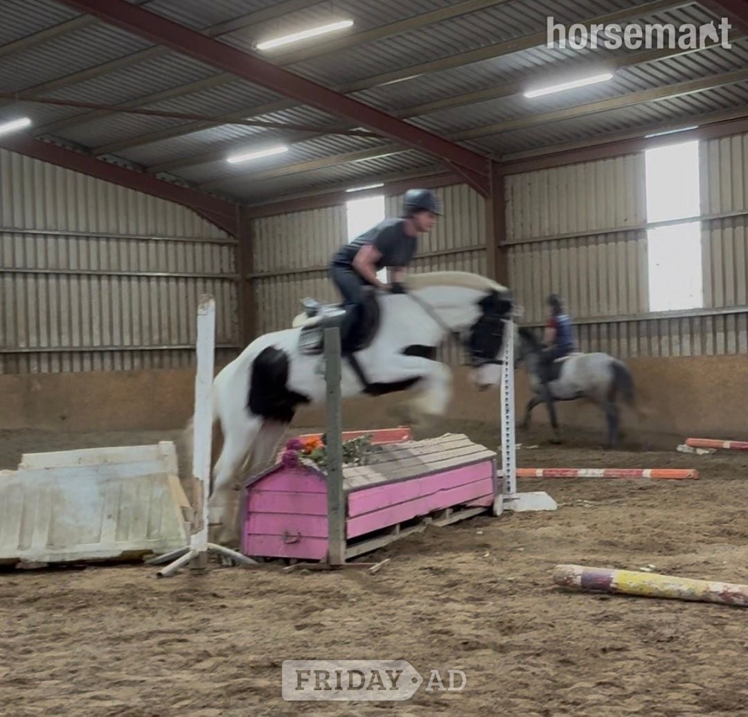 "Madam Milltown " Piebald Mare Cob/Heavy Horse - Horses in Collooney