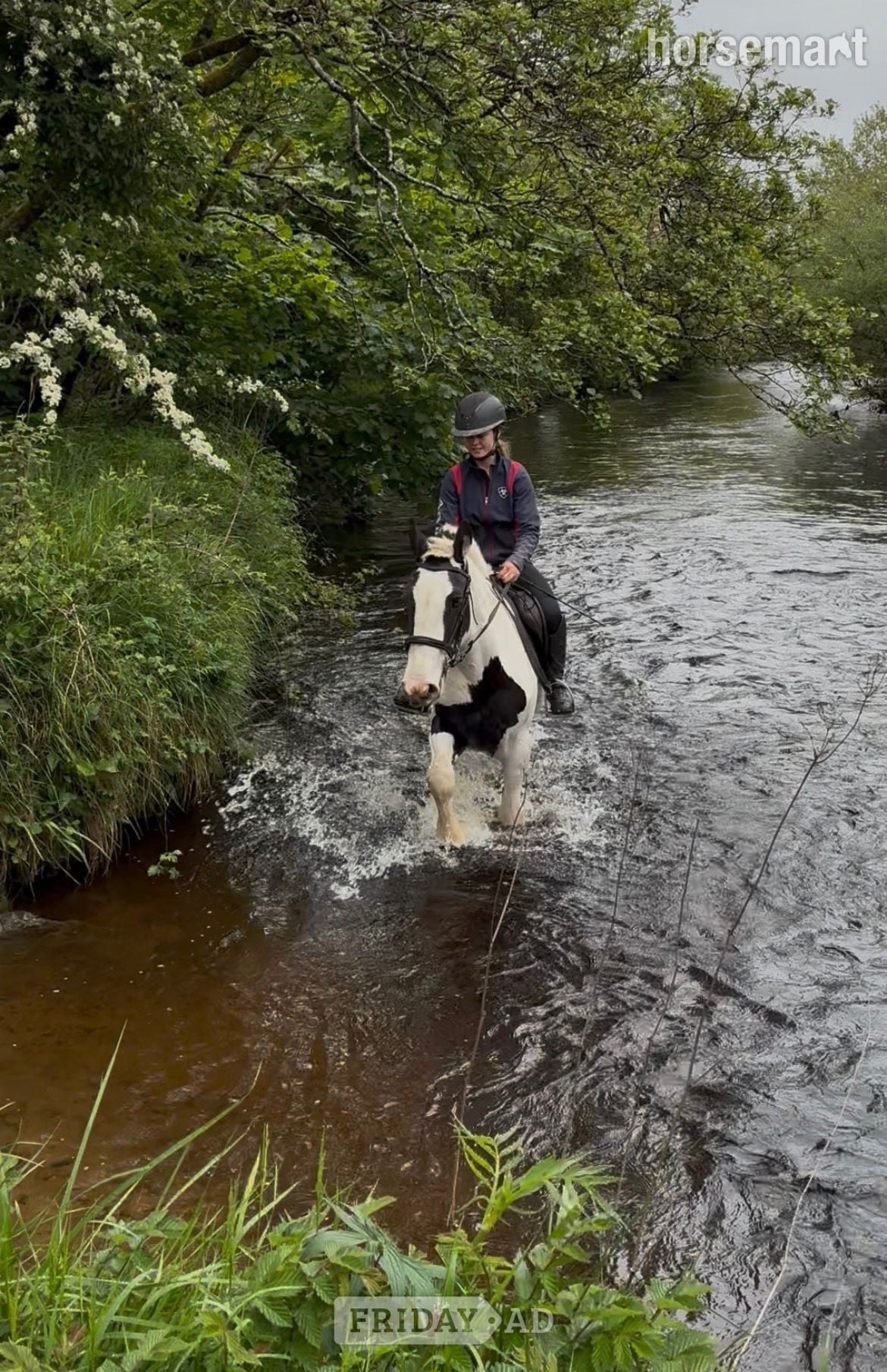 "Madam Milltown " Piebald Mare Cob/Heavy Horse