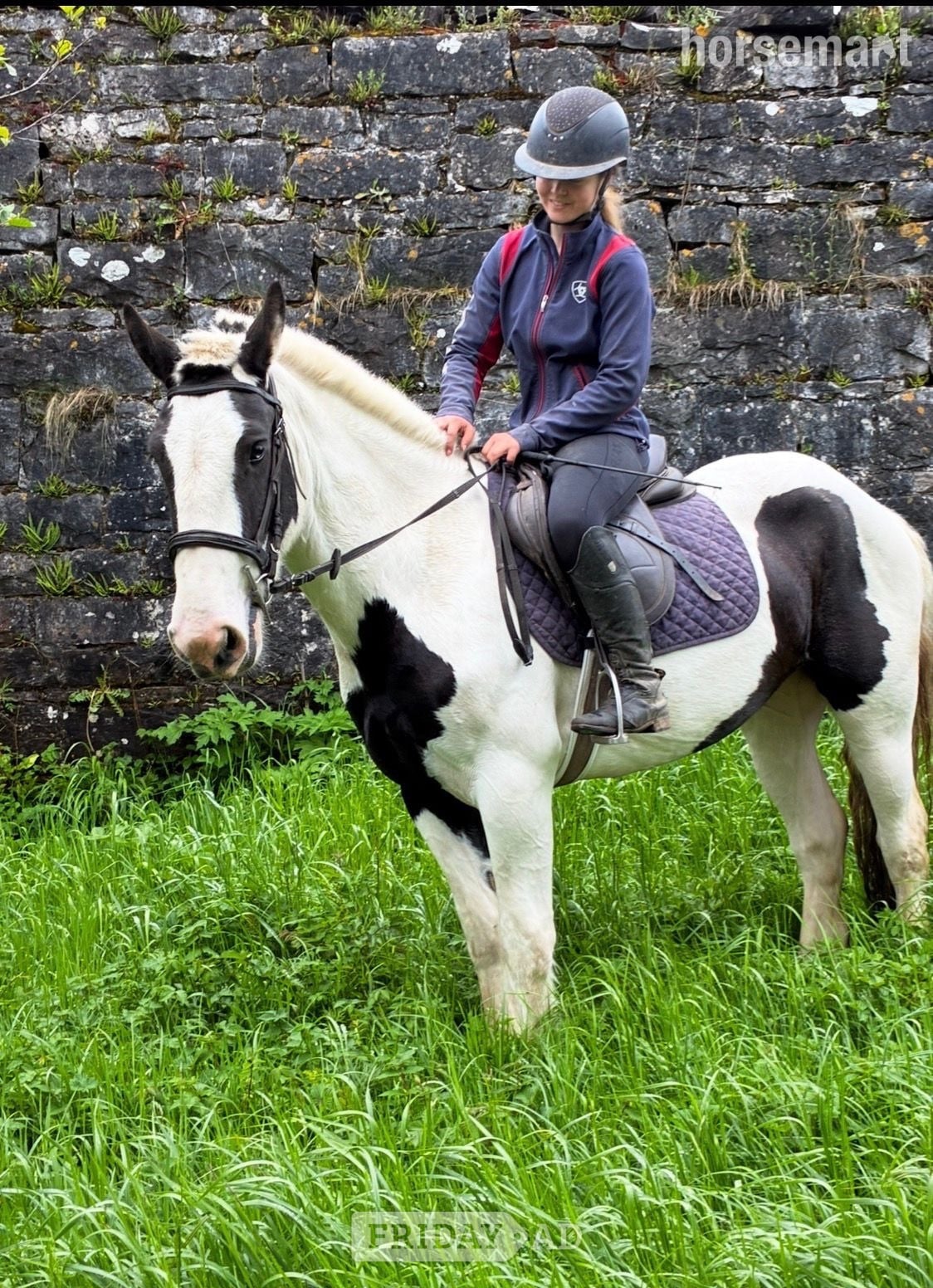 "Madam Milltown " Piebald Mare Cob/Heavy Horse in Collooney