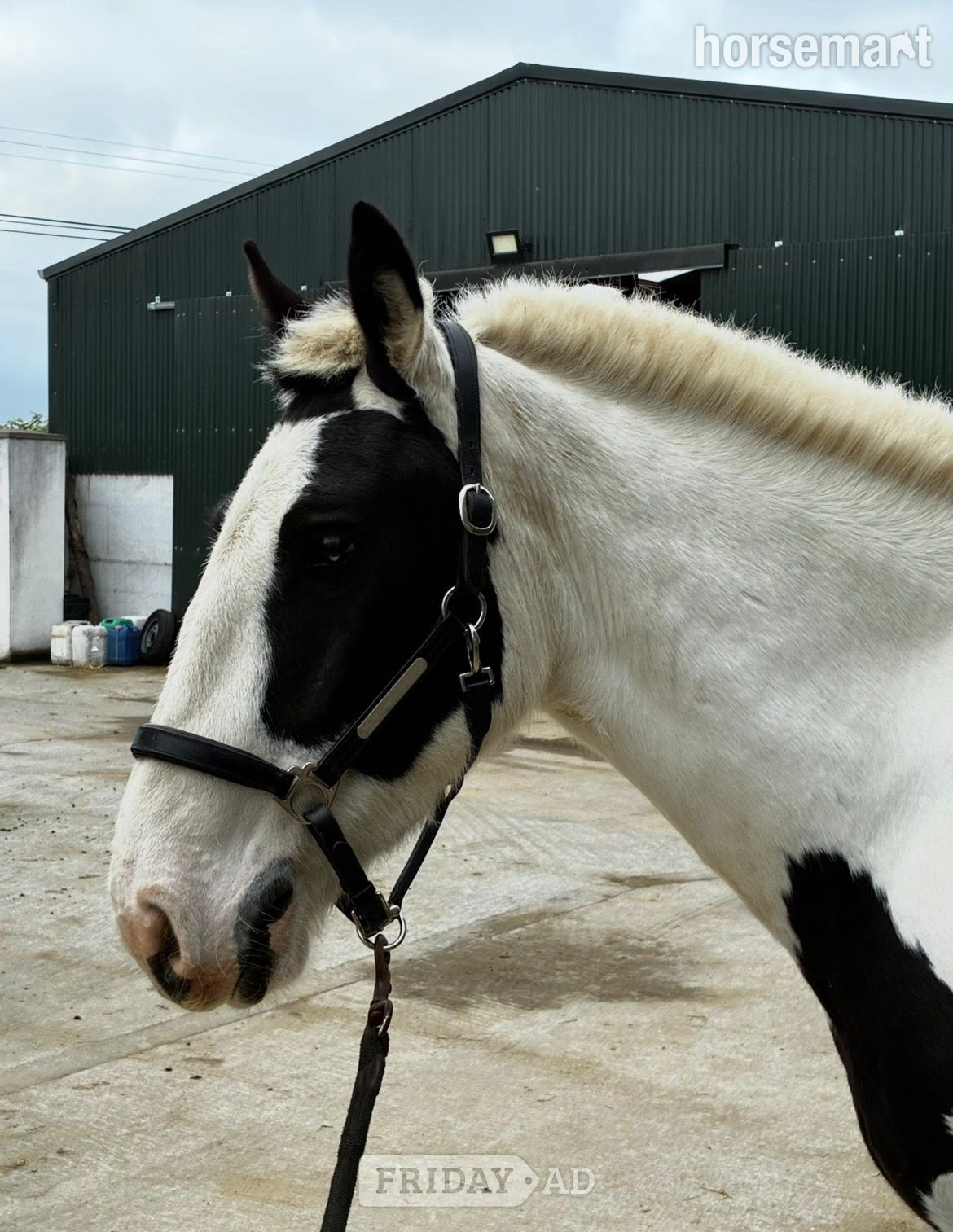 "Madam Milltown " Piebald Mare Cob/Heavy Horse - Horses