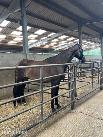 "Ebony" Bay Mare Dressage Horse