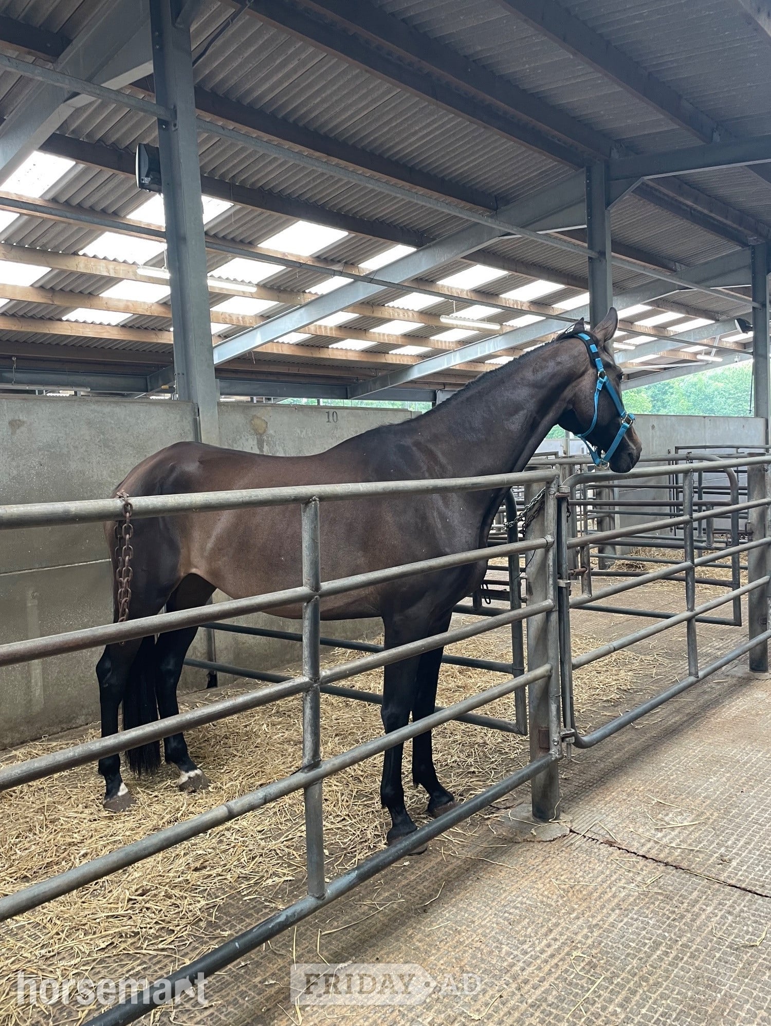 "Ebony" Bay Mare Dressage Horse in Kidderminster