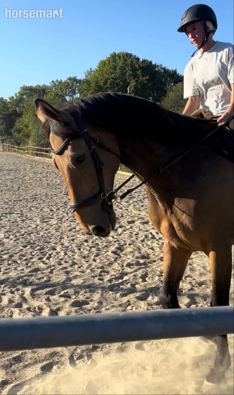 "Paddy" Dun Gelding All Rounder