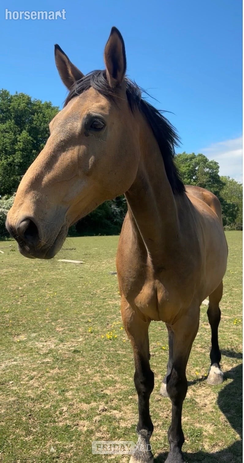 "Paddy" Dun Gelding All Rounder